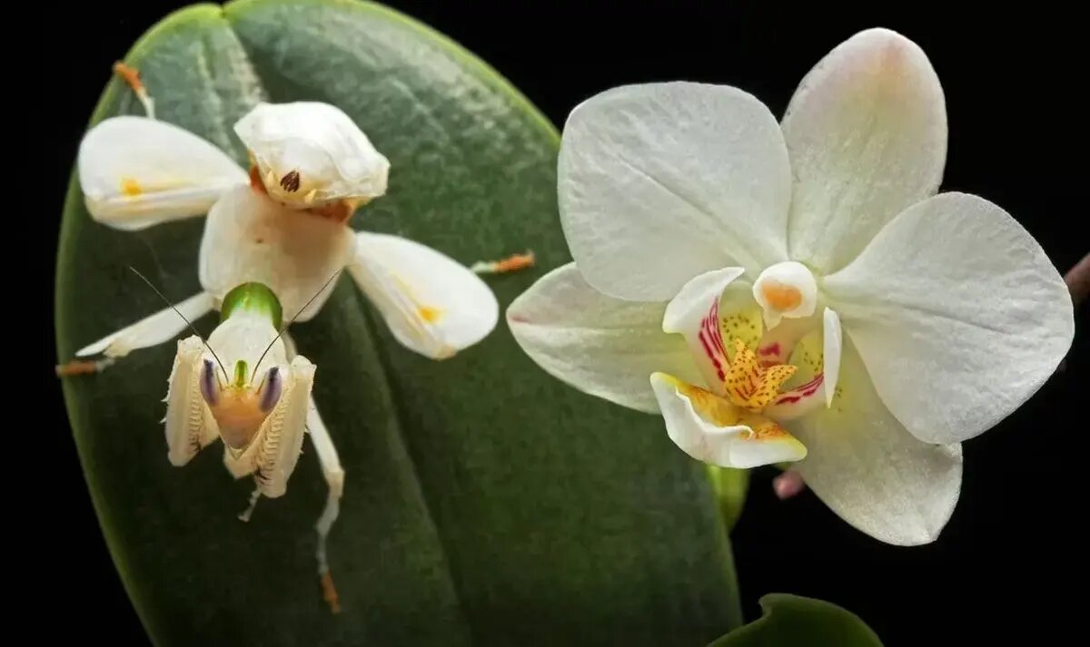 حشراتی که به شکل عجیبی شبیه گیاهان هستند | عکس