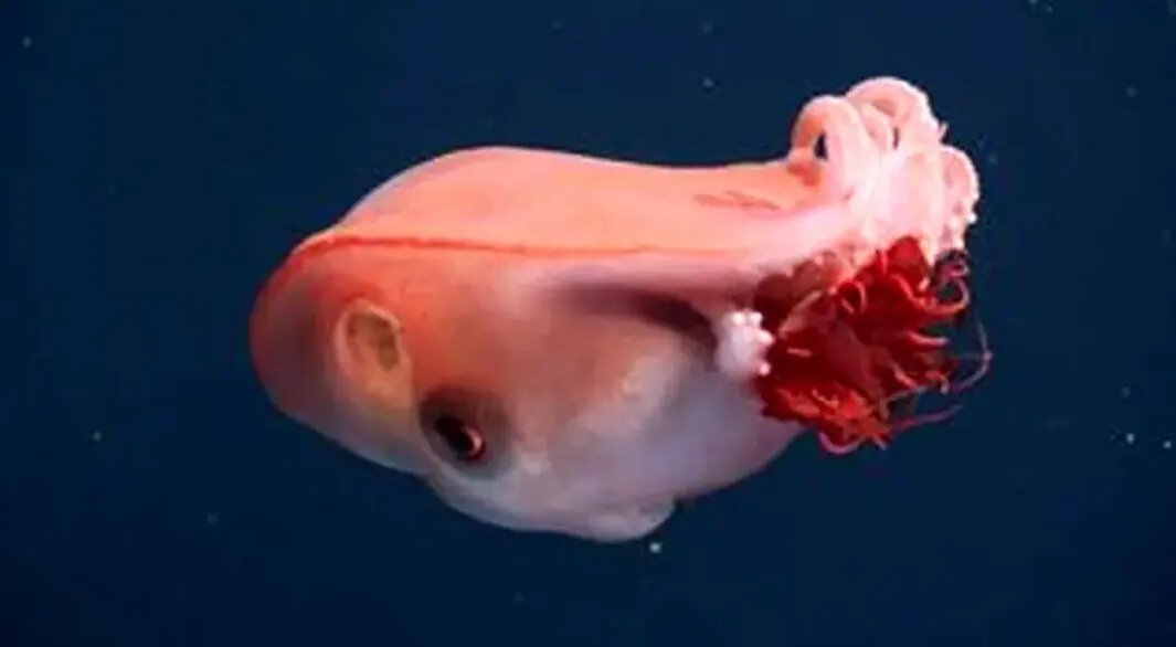 هیولای ژله‌ای