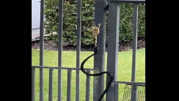 نبرد نفسگیر قورباغه درختی با مار؛ پیروز میدان که بود؟ | ویدئو