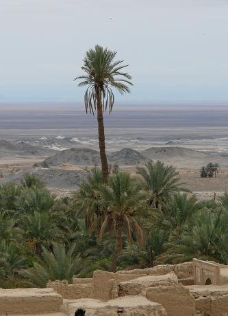 بلندترین نخل ایران چطور از بین رفت؟ | فقط یک نفر می‌ توانست به این نخل صعود کند