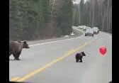 لحظه بامزه بادکنک‌بازی بچه خرس وسط جاده + ویدئو