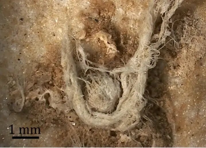 لباس چرمی ساخت نئاندرتالها ۱۰۰ هزار سال قبل | عکس