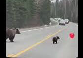 لحظه بامزه بادکنک‌بازی بچه خرس وسط جاده + ویدئو