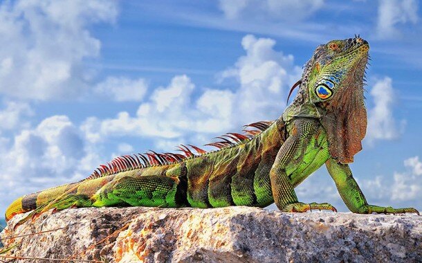 حیوانات عجیب در خانه ایرانی ها | انتخاب حیوان خانگی سلیقه‌ ای نیست | جنگ آینده جنگ ژن‌ هاست