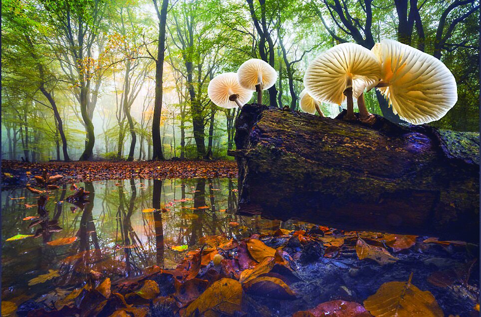 خیرهکنندهترین مناظر سال۲۰۲۵ از نگاه عکاسان