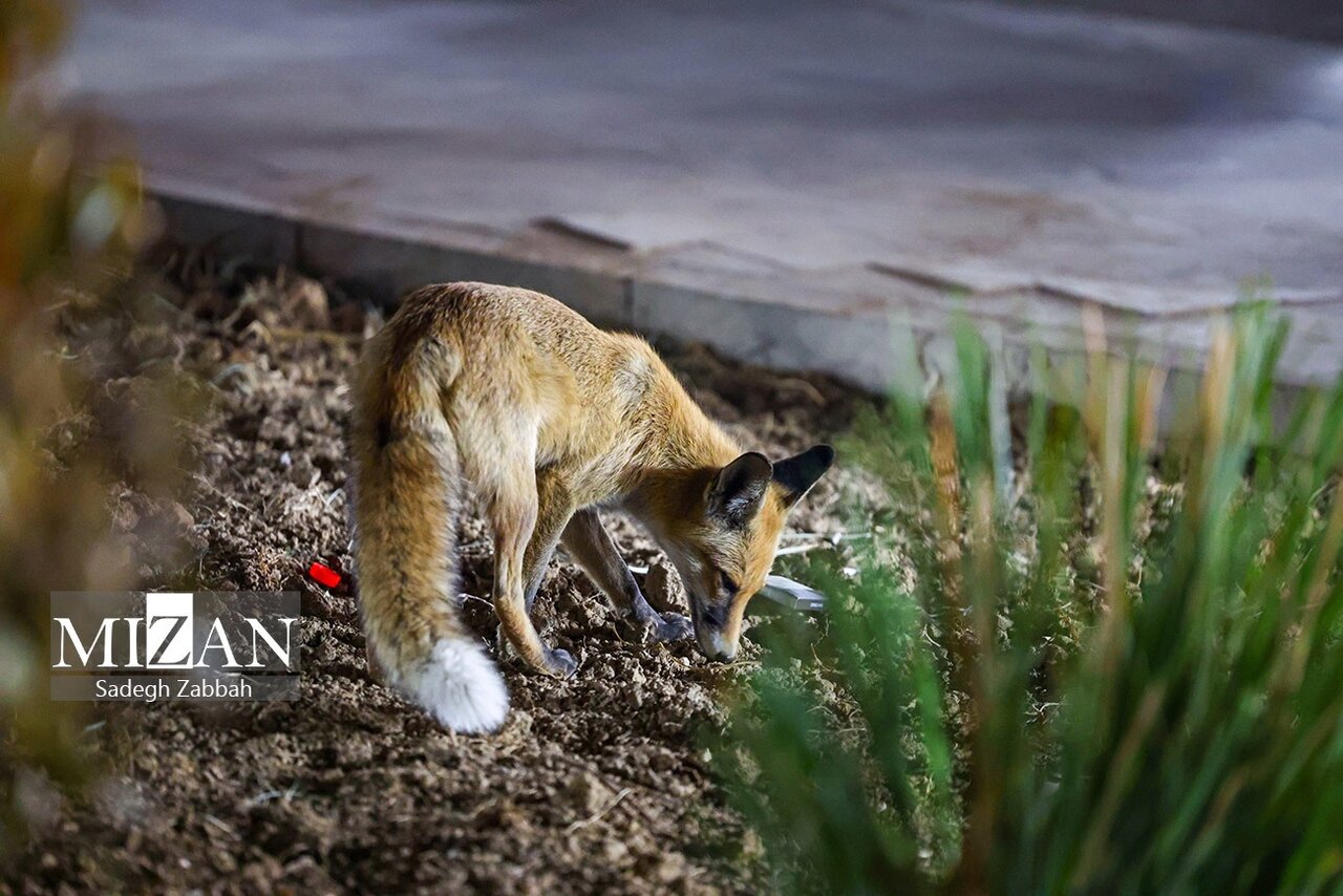 روباه‌های زباله گرد تهران | تصاویر