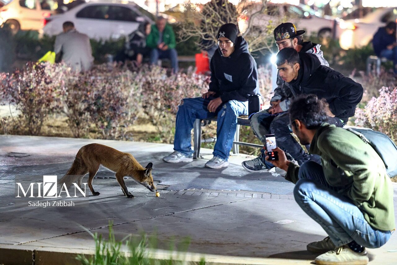روباه‌های زباله گرد تهران | تصاویر