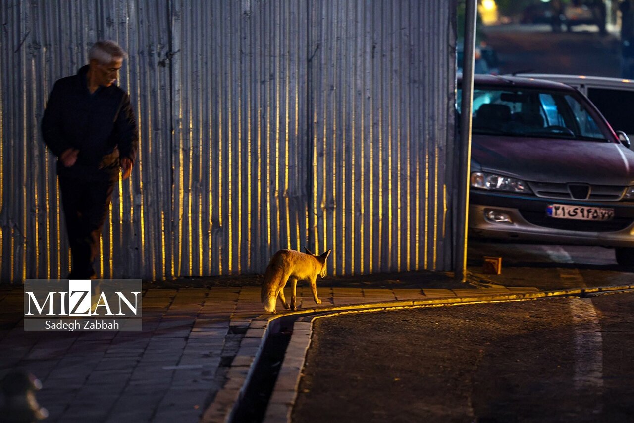 روباه‌های زباله گرد تهران | تصاویر