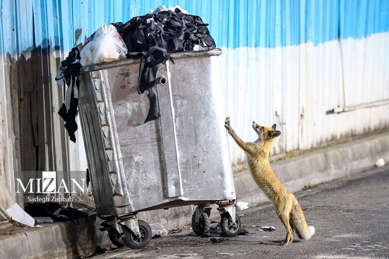 روباه‌های زباله گرد تهران | تصاویر