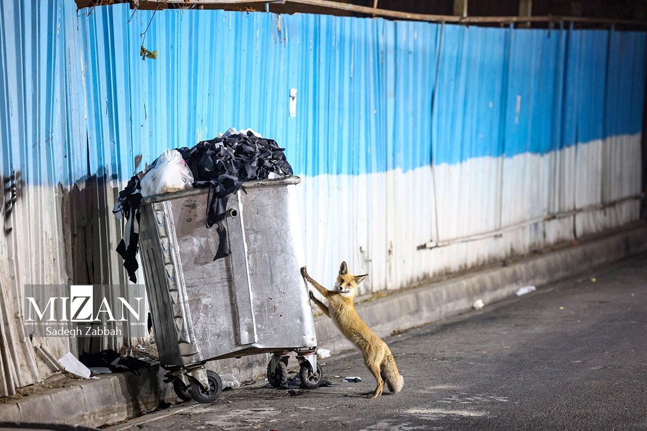 روباه‌های زباله گرد تهران | تصاویر