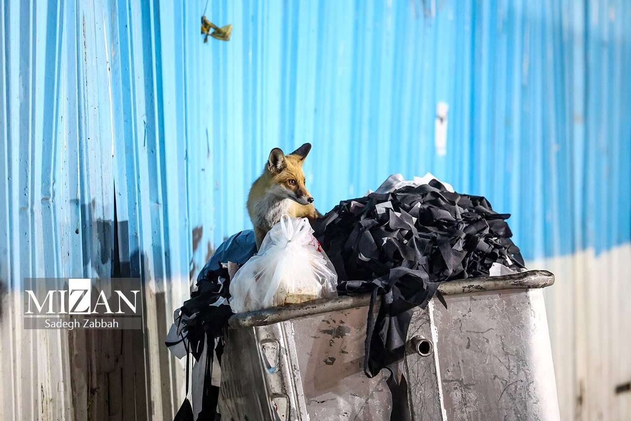روباه‌های زباله گرد تهران | تصاویر