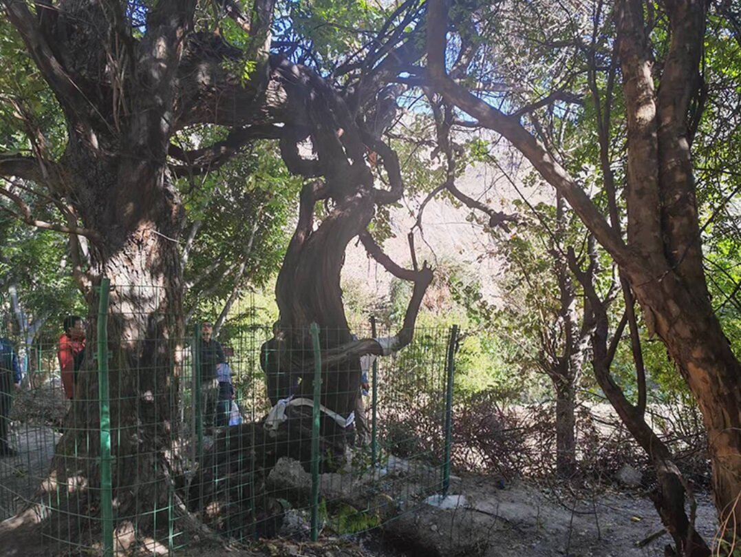 قدیمی‌ترین درخت انگور جهان