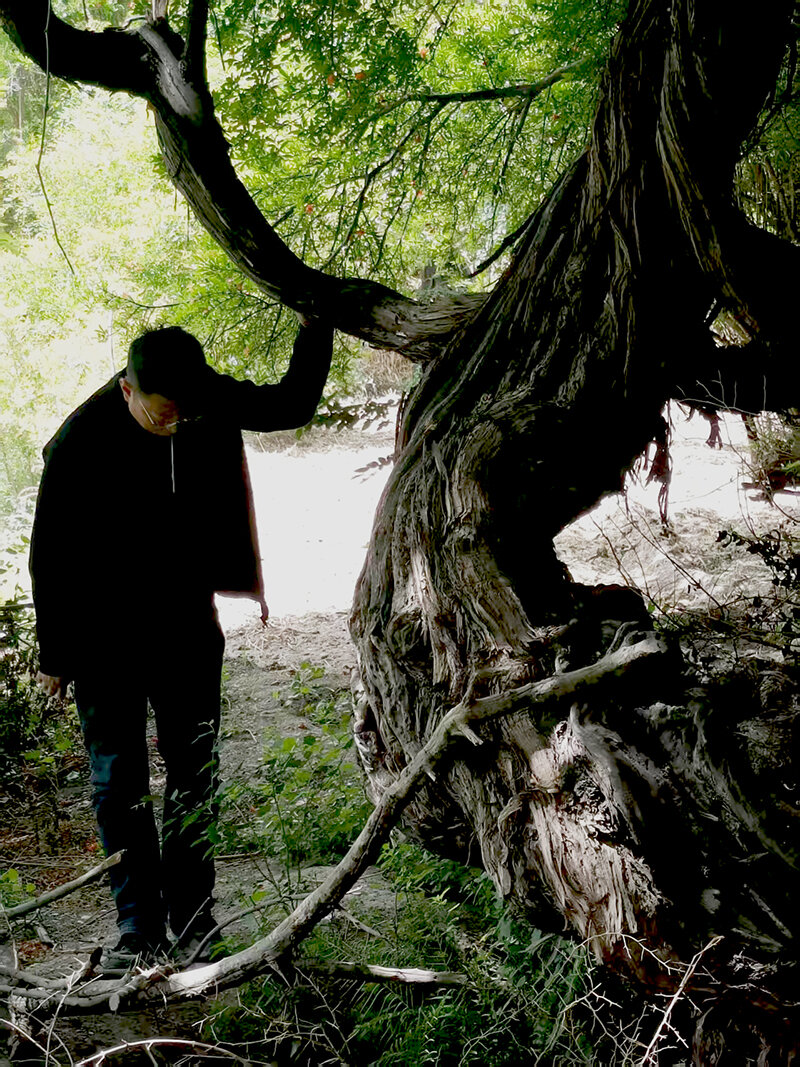 قدیمی‌ترین درخت انگور جهان + عکس | تنه جالب درخت ۴۱۶ ساله را ببینید