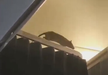 مشاهده موش غول‌پیکر صحرایی داخل کابین هواپیما | واکنش مسافران را ببینید