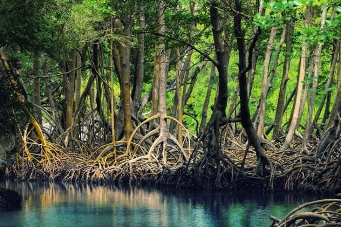 جزیره وارمی و بازی جزر و مد؛ سفر به جایی که همیشه نیست!