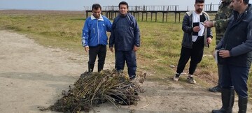 نهال‌های صنوبر، مهمان ناخوانده تالاب انزلی