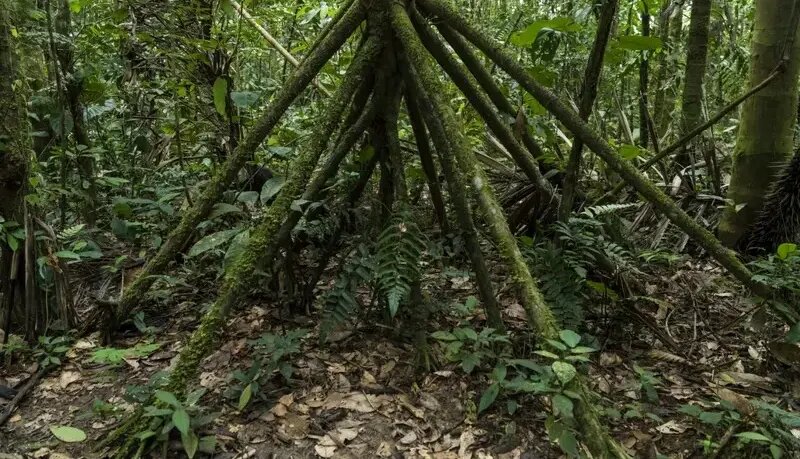 درخت‌هایی که پا دارند و راه می‌روند! | عکس