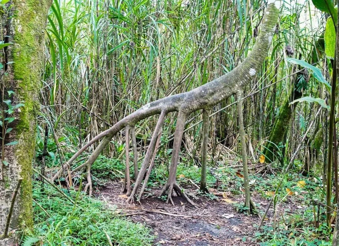 درختهایی که پا دارند و راه میروند! | عکس