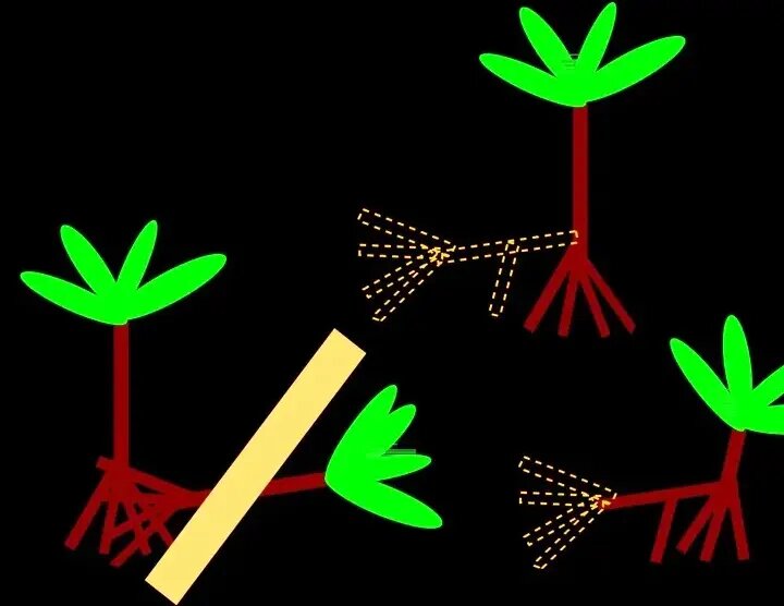 درختهایی که پا دارند و راه میروند! | عکس