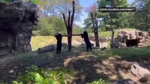 تصاویر دیدنی از الاکلنگبازی توله خرسها + ویدئو