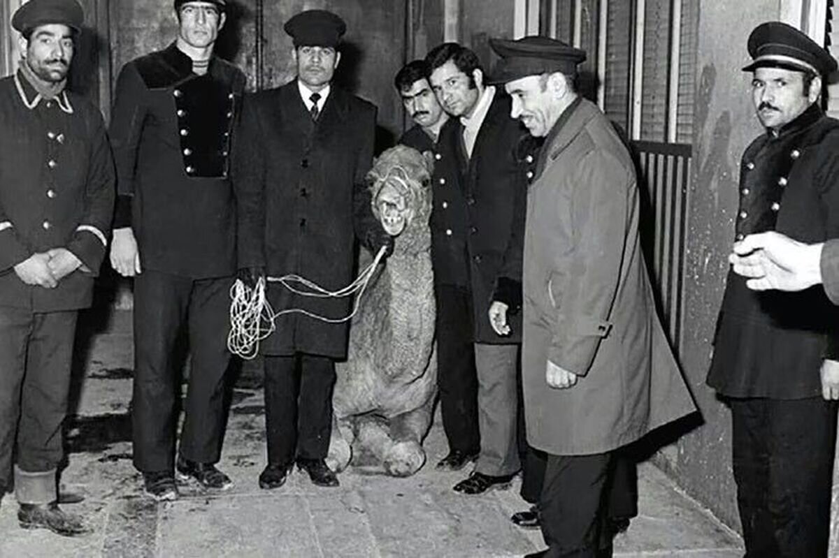 عکس شتری که به حرم امام رضا(ع) پناه برد؛ ماجرا چه بود؟