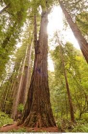 ماجرای قطع یک درخت ۵ هزارساله! جاذبه علمی و  میراث طبیعی