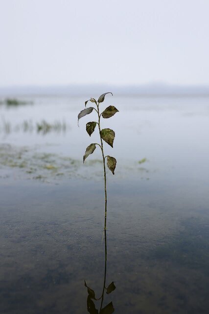 نهال‌های صنوبر، مهمان ناخوانده تالاب انزلی