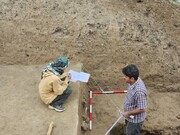 کشف دانه برنج ۳ هزار ساله در آمل + فیلم