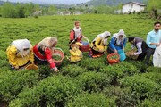 چای ایرانی در معرض نابودی است | تلاش ها برای احیای باغ های چای کافی نیست