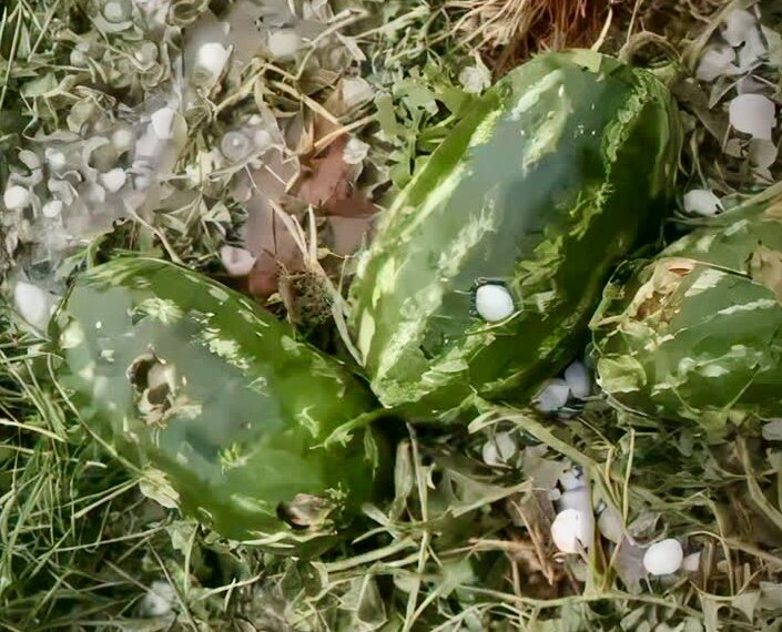 تگرگ هندوانه‌های شب یلدا را سوراخ کرد؛ تصاویر عجیب بارش شدید تگرگ در این نقطه از کشور را ببینید