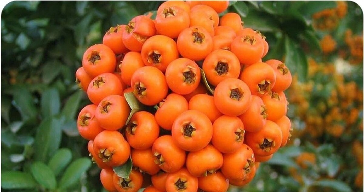 میوه ای کوچک با معجزه ای بزرگ برای قلب و اعصاب!