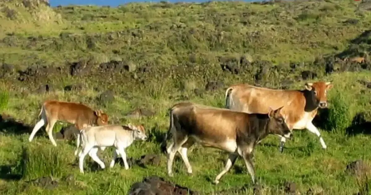 گاوهای فراموش‌شده‌