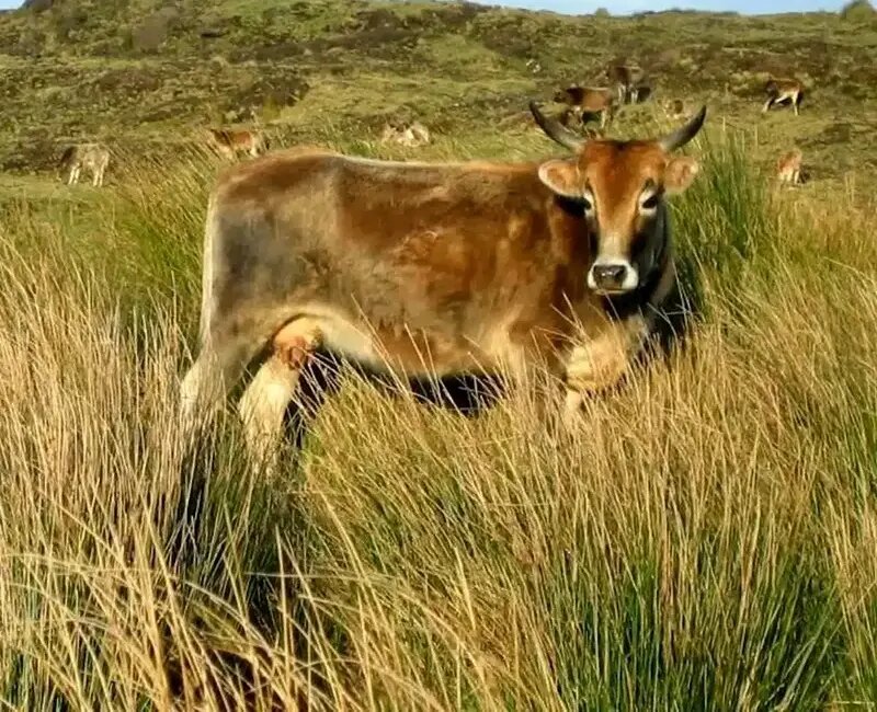 این گاوهای فراموش‌شده‌ ۱۳۰ سال در جزیره متروکه زندگی کردند