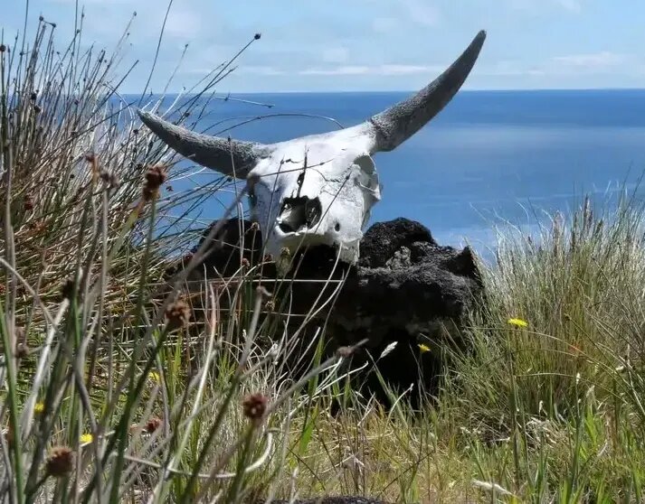 این گاوهای فراموش‌شده‌ ۱۳۰ سال در جزیره متروکه زندگی کردند