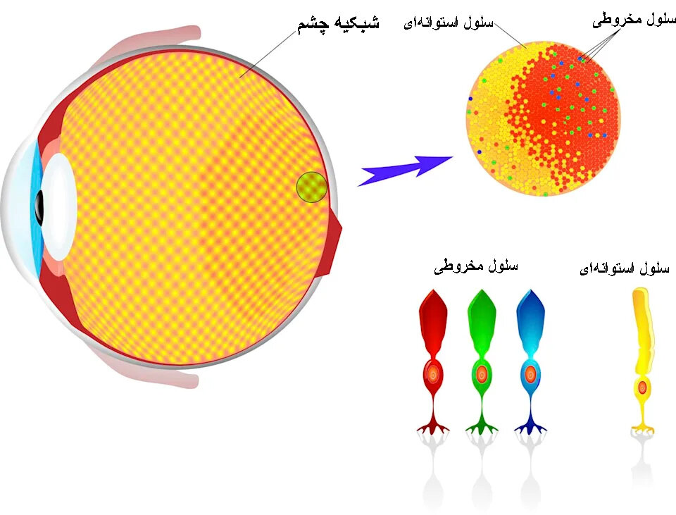 چقدر طول میکشد تا چشم به تاریکی عادت کند؟