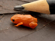 کوچکترین وزغ دنیا را ببینید؛ اندازه سر یک مداد است! + عکس