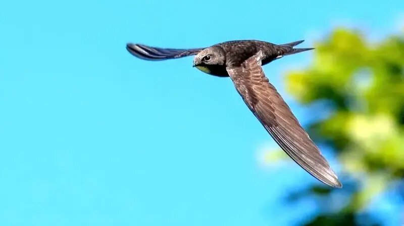 پرنده‌ای که ۱۰ ماه بدون توقف پرواز می‌کند | عکس