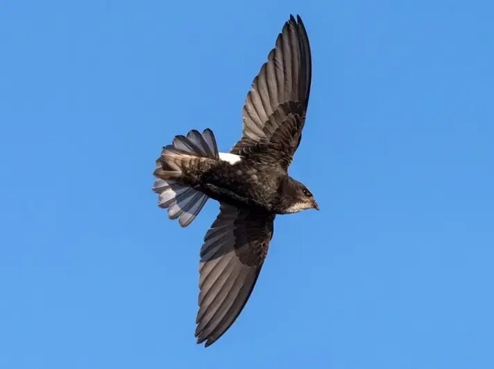 پرنده‌ای که ۱۰ ماه بدون توقف پرواز می‌کند | عکس