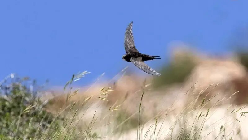 پرنده‌ای که ۱۰ ماه بدون توقف پرواز می‌کند | عکس