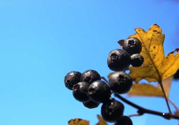 طبیعیترین جرم گیر فوری دندان | سیاه ولیک ؛ بهترین جرم گیر دندان خانگی را بشناسید