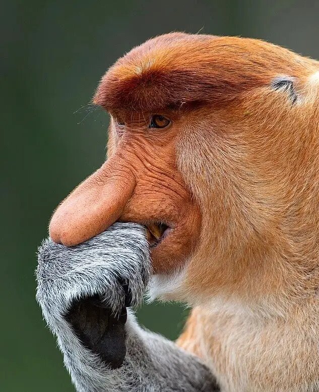 راز بینی زشت‌ترین حیوان جهان چیست؟ | عکس