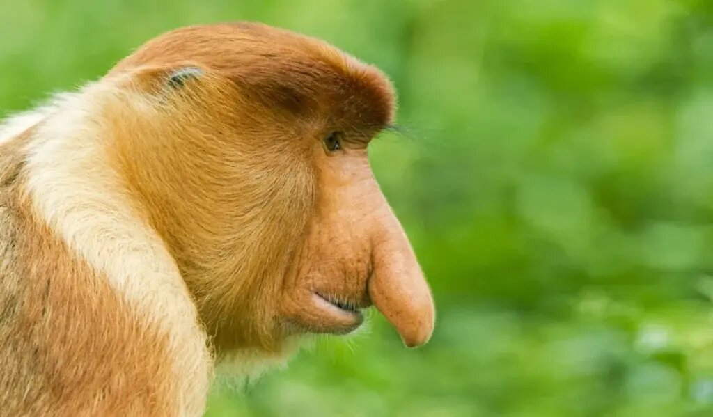 راز بینی زشت‌ترین حیوان جهان چیست؟ | عکس