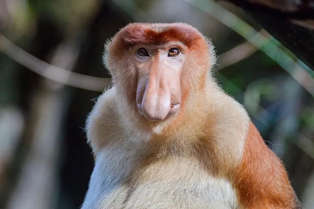 راز بینی زشت‌ترین حیوان جهان چیست؟ | عکس