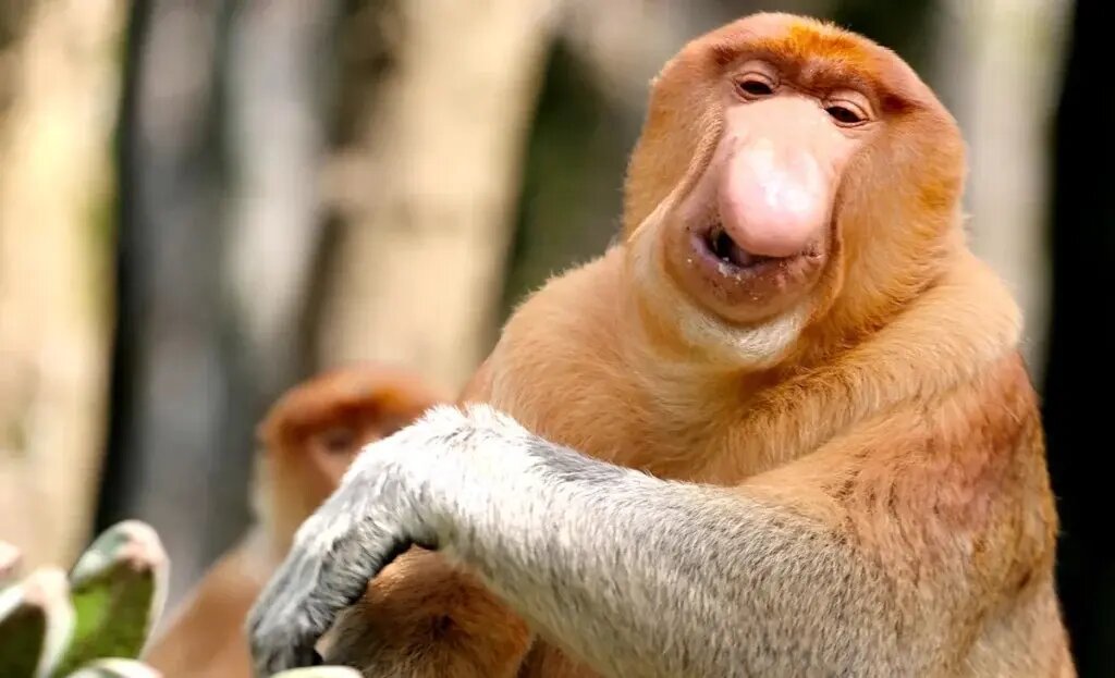 راز بینی زشت‌ترین حیوان جهان چیست؟ | عکس