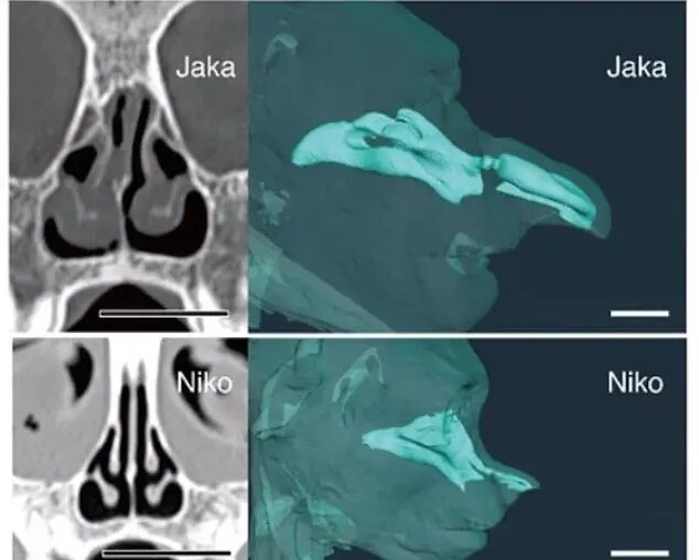 راز بینی زشت‌ترین حیوان جهان چیست؟ | عکس