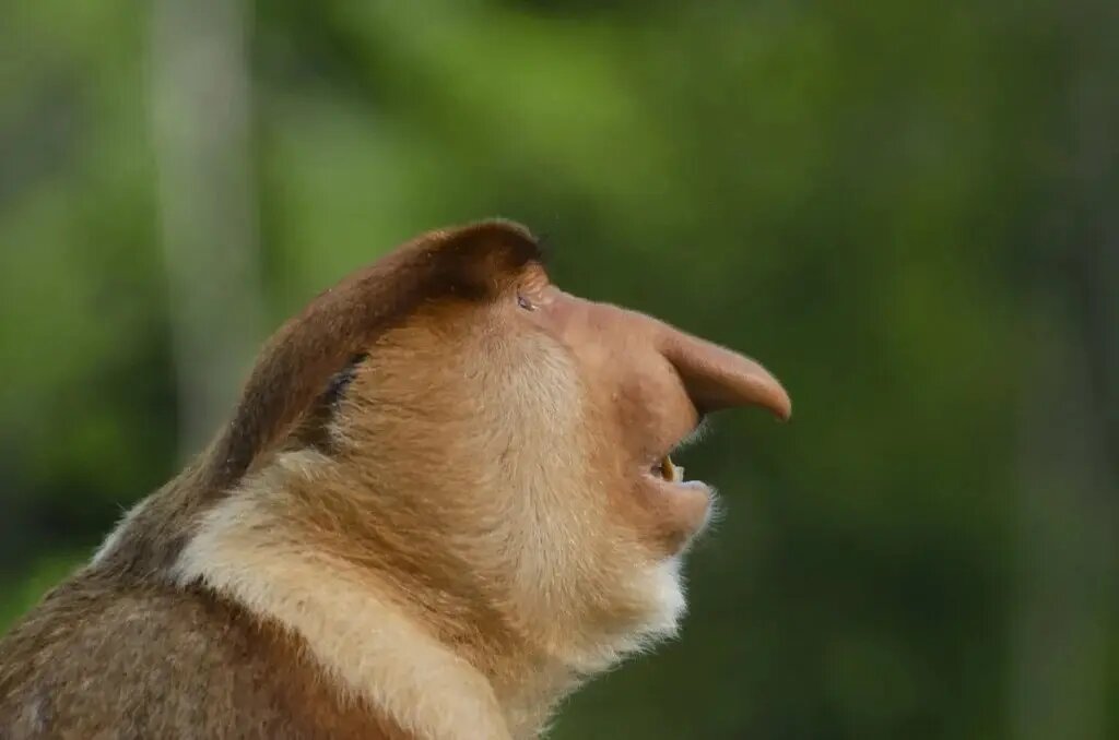 راز بینی زشت‌ترین حیوان جهان چیست؟ | عکس