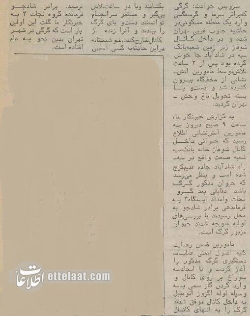 شکار گرگ در یک بانک خبرساز شد! + عکس | ۴۰ سال پیش گرگ در کانال شوفاژ گیر افتاد