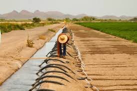 راهکار نهایی برای خشکسالی؛ پایان دغدغه کشاورزان | این ژن تمام معادله را برهم می&zwnj;زند