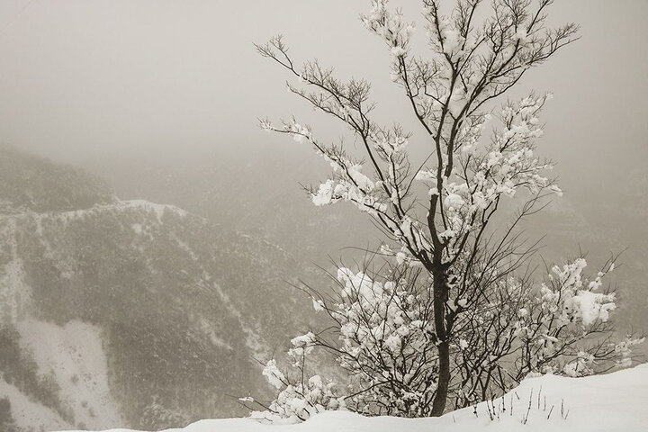 ذوق‌زدگی از بارش سنگین برف | ببینید
