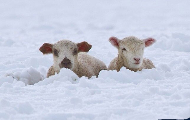 چهره مظلومانه گوسفندان گرفتار در برف یک متری! | ویدئو